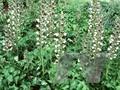 Acanthus longifolius Image 1