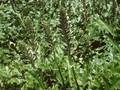 Acanthus mollis Image 1