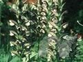 Acanthus spinosus Image 1