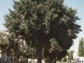 Acer campestre Image 1