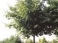 Acer cappadocicum Rubrum Image 3