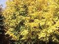 Acer cappadocicum Rubrum Image 2