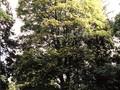 Acer cappadocicum Image 1
