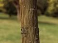 Acer davidii Image 1