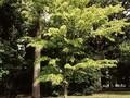 Acer davidii Image 2