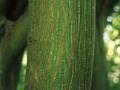 Acer davidii Image 4