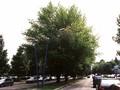 Acer negundo Image 1