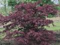 Acer palmatum Palmatum-Grp Atropurpureum Image 1