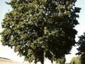 Acer platanoides Image 2