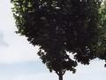 Acer platanoides Cleveland Image 2