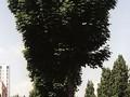 Acer platanoides Columnare Image 1