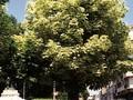 Acer platanoides Drummondii Image 1