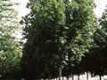Acer platanoides Emerald Queen Image 1