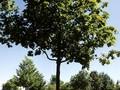 Acer platanoides Summershade Image 2