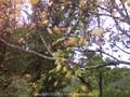 Acer platanoides Image 1