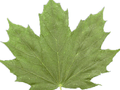 Acer platanoides Image 3