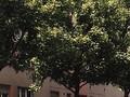 Acer pseudoplatanus Leopoldii Image 2