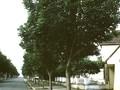 Acer pseudoplatanus Rotterdam Image 1