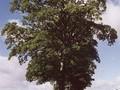 Acer pseudoplatanus Image 1