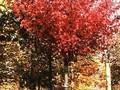 Acer rubrum Image 3