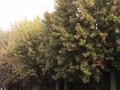 Acer saccharinum Image 2