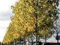 Acer saccharinum Pyramidale Image 1
