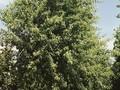 Acer saccharinum Wieri Image 2