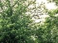 Acer saccharinum Image 3