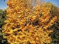Acer saccharum Image 3