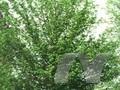 Acer campestre Elsrijk Image 1