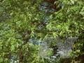 Acer campestre Schwerinii Image 1