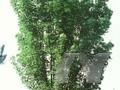 Acer cappadocicum subsp lobelii Image 1