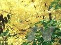 Acer cappadocicum Rubrum Image 1