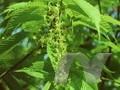 Acer carpinifolium Image 1