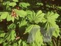 Acer circinatum Image 1