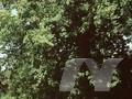 Acer dasycarpum Image 1