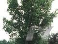 Acer freemanii Armstrong Image 1