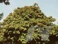 Acer globosum Image 1