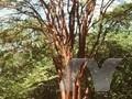 Acer griseum Image 1