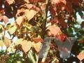 Acer grosseri Image 1