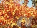 Acer hersii Image 1