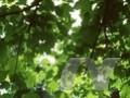 Acer insigne Image 1