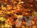 Acer italum Image 1