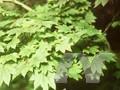 Acer japonicum Vitifolium Image 1