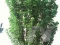 Acer lobelii Image 1
