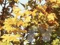 Acer miyabei Image 1