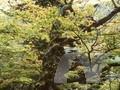Acer mono Image 1