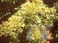 Acer monspessulanum Image 1
