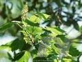 Acer montanum Image 1