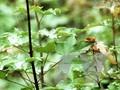 Acer neglectum Image 1